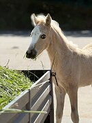 Уэльский жеребец