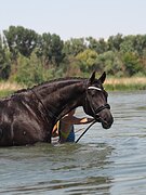 Факир. Кросс-фриз