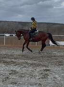 Кобыла хобби или в матки 