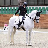 СЕРЫЙ АНДАЛУЗСКИЙ МЕРИН