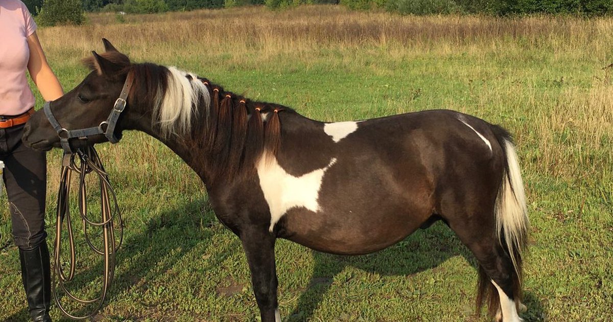 www.equestrian.ru