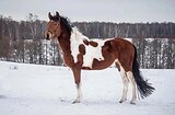 ПЕГИЙ ПОНИ-КЛАСС В ЛЮБУЮ ДИ