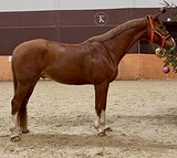 ВЕСТФАЛЬСКИЙ МЕРИН 10 ЛЕТ