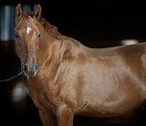 МОЛОДОЙ ЖЕРЕБЕЦ 