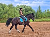 Кобыла 2018 гр, 153 вх