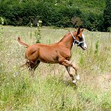 Арабский чистокровный жере