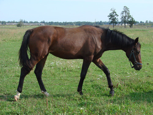 Продается спортивная лошадь. Тел. 8-921-426-15-20
