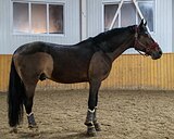 Полукровный жер, 21гр, 178вх