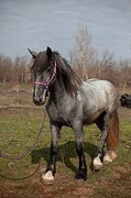 ШАЙР, КОБЫЛА