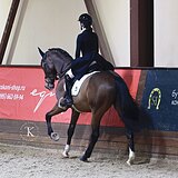 ГАННОВЕРСКИЙ МЕРИН 8 ЛЕТ 