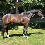 МЕРИН 6 ЛЕТ 175 СМ В ХОЛКЕ