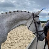 Спокойный мерин