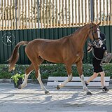 РЫЖИЙ МЕРИН 162 СМ В ХОЛКЕ
