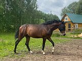 Жеребец в спорт, под ребенк