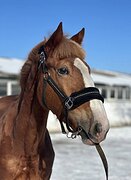 ЖЕРЕБЕЦ В ХОББИ