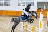 Немецкий Райд пони, жеребец
