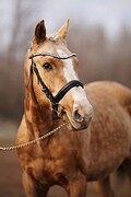 Нарядный простой жеребец 201