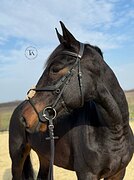 ГНЕДОЙ МЕРИН 8 ЛЕТ