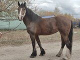 Кобыла Владимирский тяж