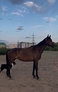 Любительский вариант
