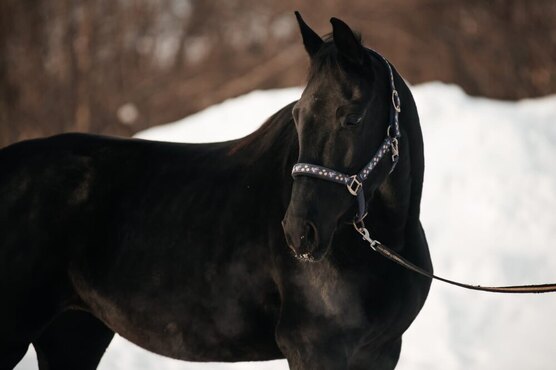 7 лошадей. лошадь 7 лет. тест лошадь. лошадь 7 лет. лошадь 7 лет.