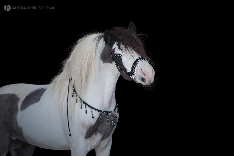 Американская миниатюрная лошадь,жеребец Покерфейс,продается!!