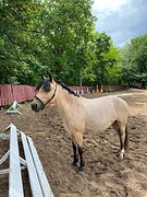 Уэльская кобыла