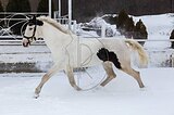 Кобыла 2018