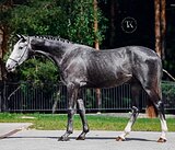 СЕРЫЙ ЖЕРЕБЕЦ В СПОРТ