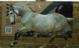 СЕРЫЙ ОРЛОВСКИЙ РЫСАК