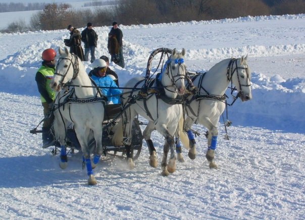 завиваловский конный завод 2009г