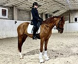 ЖЕРЕБЕЦ В ВЫЕЗДКУ