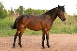 пони-класс в/х132см 2019гр