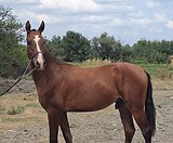 Ахалтекинский жеребчик 2024