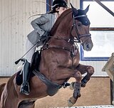 СИЛЬНЫЙ МЕРИН В КОНКУР