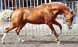 ШИКАРНЫЙ ИСПАНЕЦ