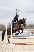 Мерин 