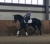 Ганноверская кобыла