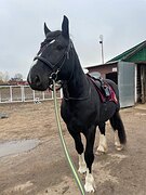 Жеребец шайр