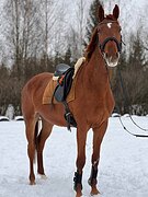 Тракено-голштинская кобыла