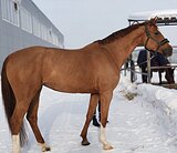 БЕЗОПАСНАЯ КОБЫЛА В ВЫЕЗДК
