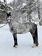 Мерин в пони-классе