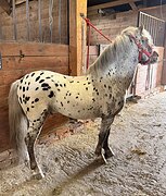 Аппалуза пони жеребец