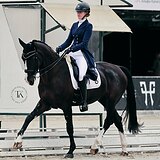 ВОРОНАЯ КОБЫЛА KWPN 10 ЛЕТ 