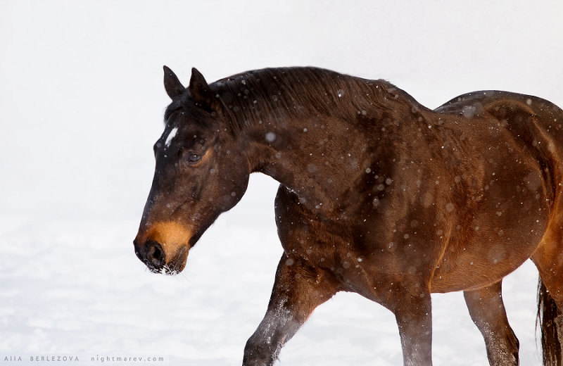  horse owner is Viktoria Getmanskaya