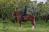 Кросс-шайр под любого всадн