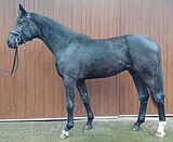 Вороной 2,5л. жеребец