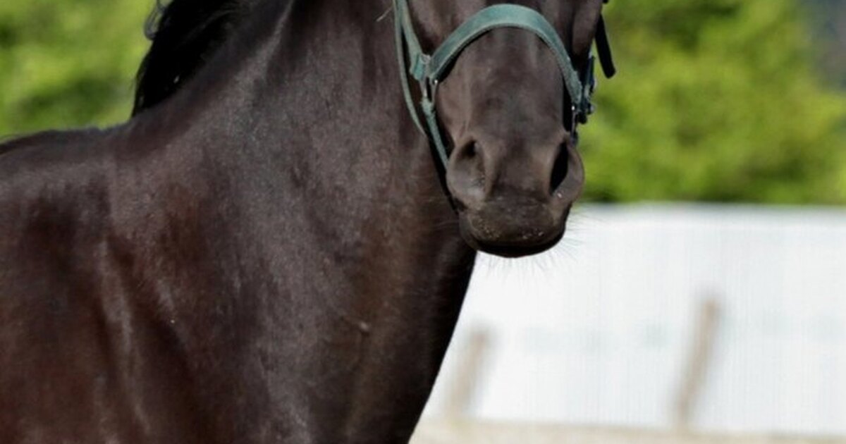 Конный спорт бесплатный спорт