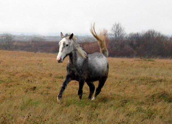 Хвост трубой :))