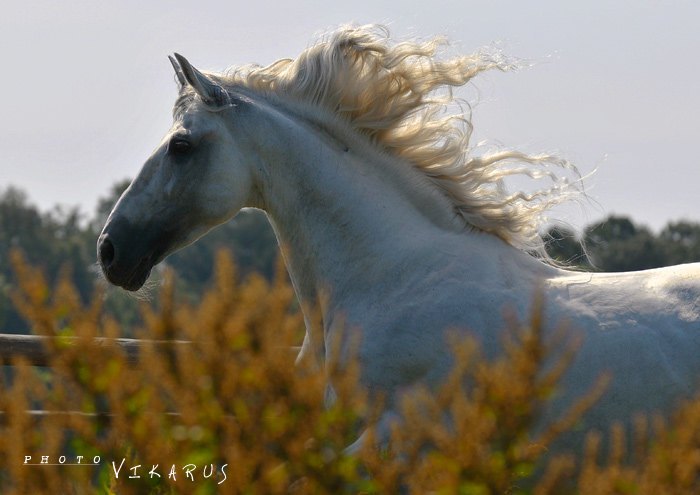лошадь принадлежит Ассоциации андалузов в России